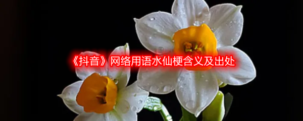 网络用语水仙是什么梗什么意思