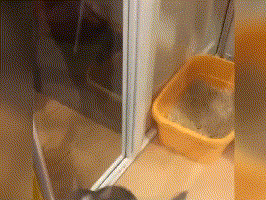 happy猫是什么梗什么意思