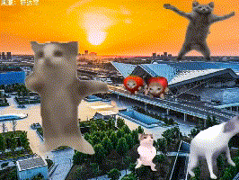 happy猫是什么梗什么意思