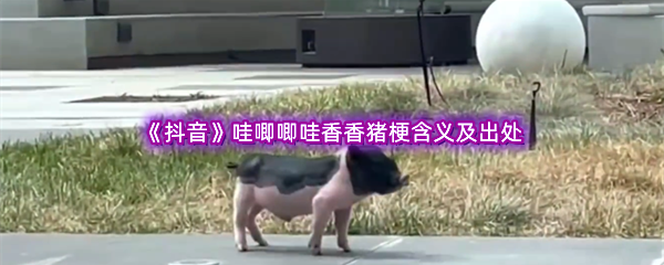 哇唧唧哇香香猪是什么梗什么意思