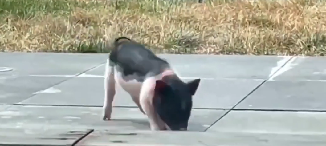 哇唧唧哇香香猪是什么梗什么意思