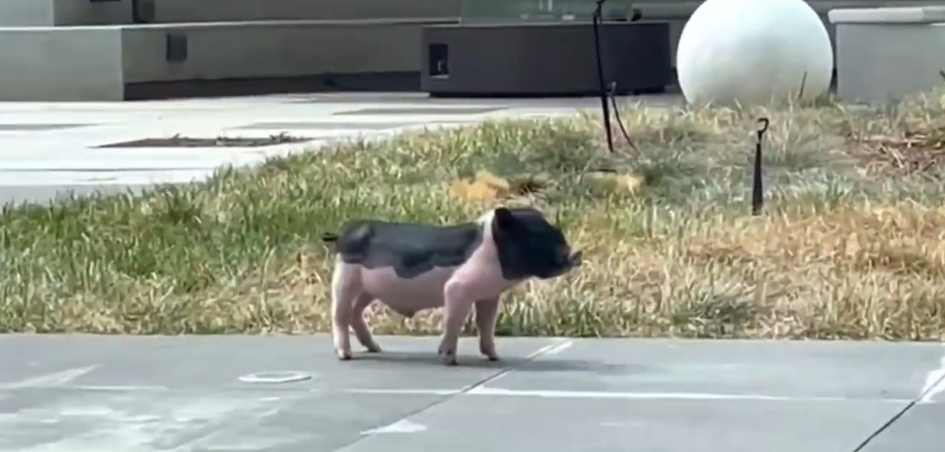 哇唧唧哇香香猪是什么梗什么意思