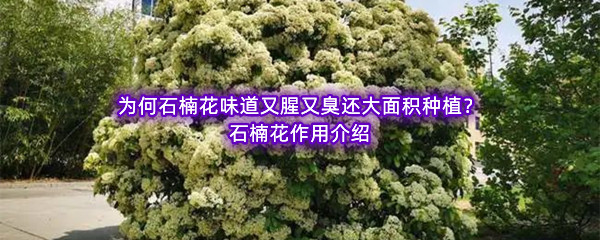 为何石楠花味道又腥又臭还大面积种植？石楠花作用介绍