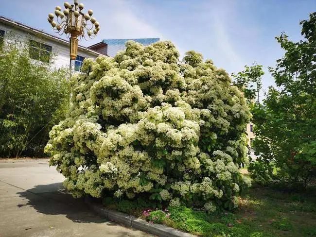 为何石楠花味道又腥又臭还大面积种植？石楠花作用介绍